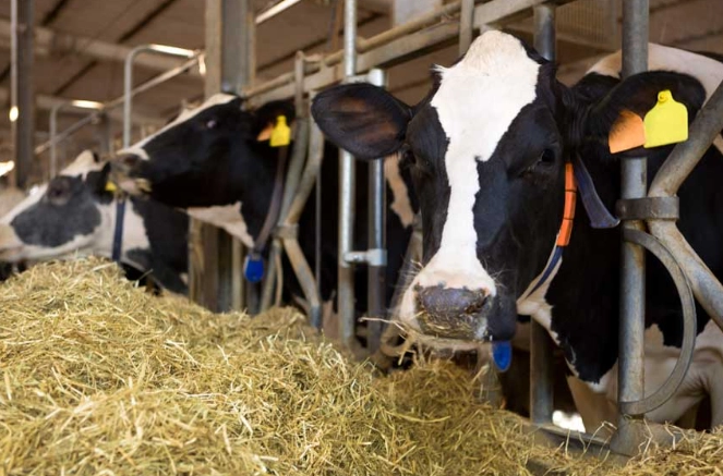 how to prevent milk rot how to prevent milk rot