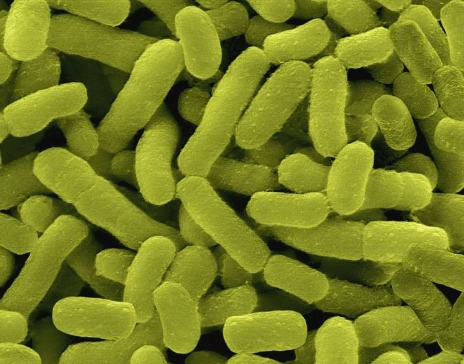 gum disease bacteria treatment