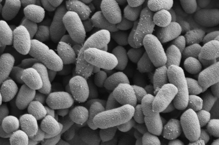 how to treat P. gingivalis